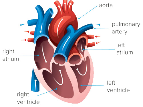 Ayurvedic Treatment For LVEF